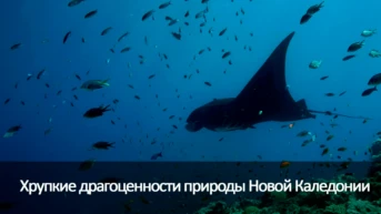 Хрупкие драгоценности природы Новой Каледонии