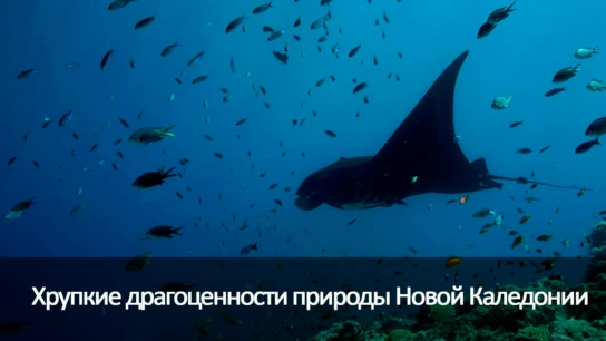 Хрупкие драгоценности природы Новой Каледонии