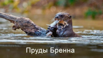 Пруды Бренна