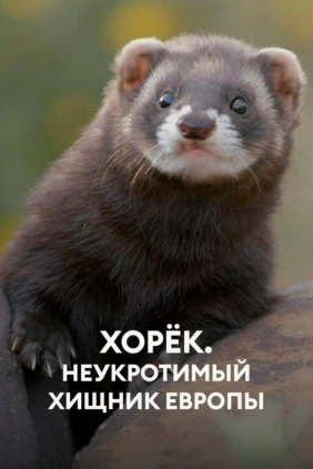 Хорёк. Неукротимый хищник Европы