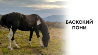 Баскский пони
