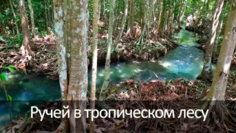 Ручей в тропическом лесу