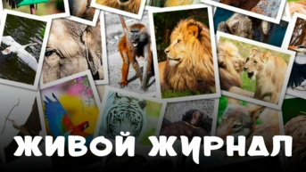Живой журнал