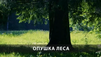 Опушка леса