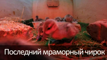 Последний мраморный чирок