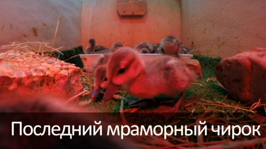 Последний мраморный чирок