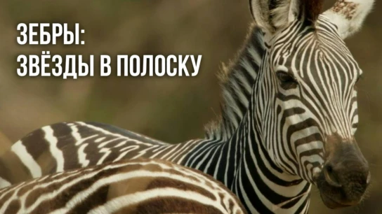 Зебры: звёзды в полоску