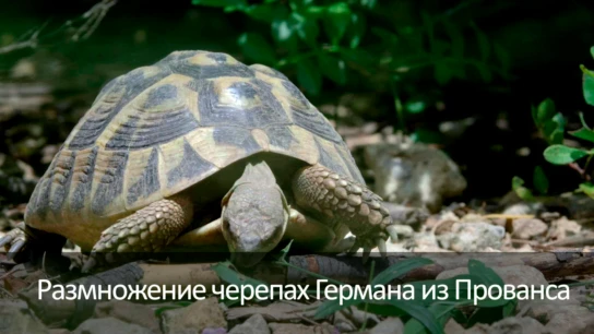 Размножение черепах Германа из Прованса