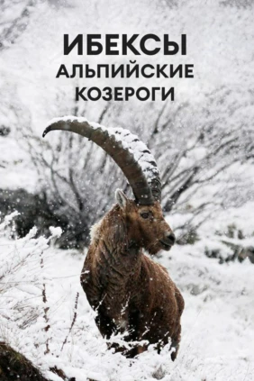 Ибексы: альпийские козероги