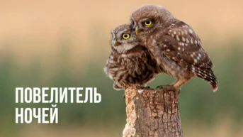 Повелитель ночей