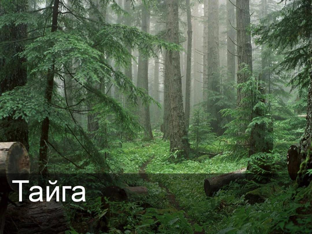 Передача Тайга
