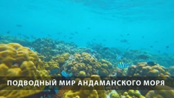 Подводный мир Андаманского моря
