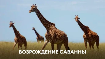 Возрождение Саванны