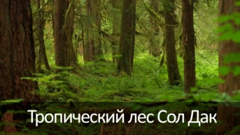 Тропический лес Сол Дак