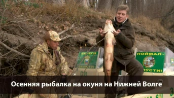 Осенняя рыбалка на окуня на Нижней Волге