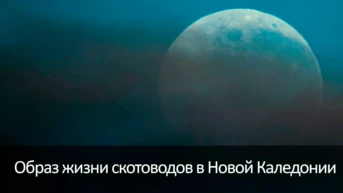 Образ жизни скотоводов в Новой Каледонии
