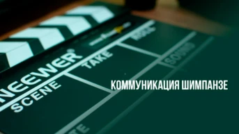 Коммуникация шимпанзе
