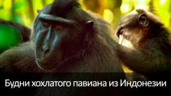 Будни хохлатого павиана из Индонезии