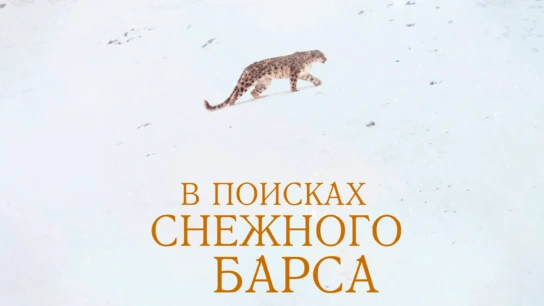 В поисках снежного барса