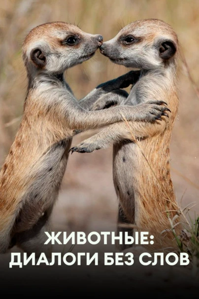 Животные: диалоги без слов