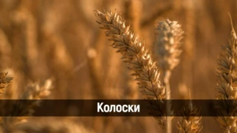 Колоски