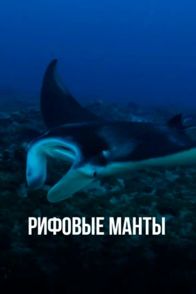 Рифовые манты