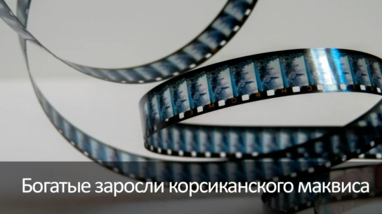 Богатые заросли корсиканского маквиса