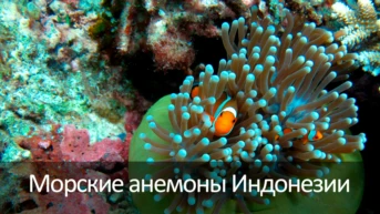 Морские анемоны Индонезии