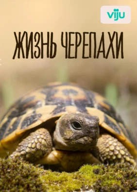 Жизнь черепахи