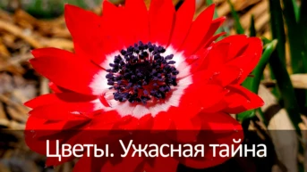 Цветы. Ужасная тайна