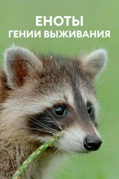 Еноты: гении выживания