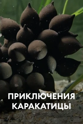 Приключения каракатицы
