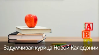 Задумчивая курица Новой Каледонии