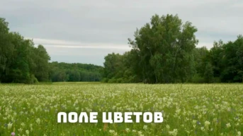 Поле цветов