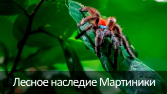 Лесное наследие Мартиники