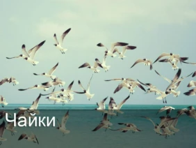 Чайки