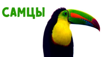 Самцы