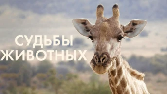 Судьбы животных