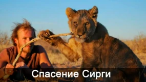 Последний путь льва