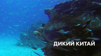 Дикий Китай