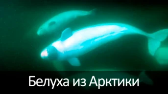 Белуха из Арктики