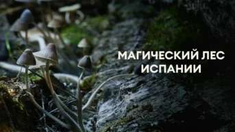Магический лес Испании
