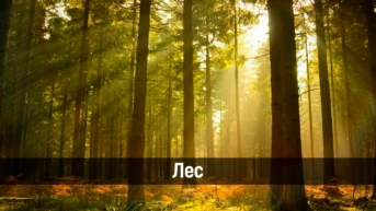 Лес