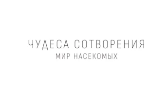 Мир насекомых