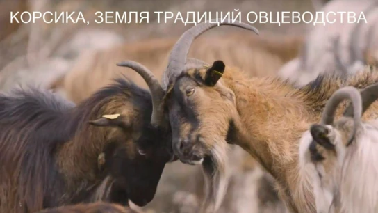 Корсика, земля традиций овцеводства