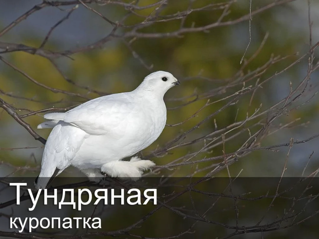 Передача Тундряная куропатка