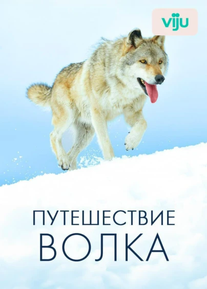Путешествие волка