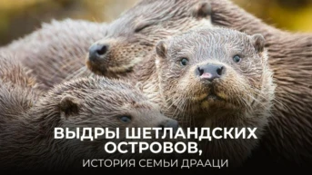 Выдры Шетландских островов, история семьи Драаци