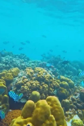 Подводный мир Андаманского моря