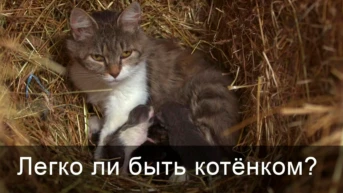 Легко ли быть котёнком?